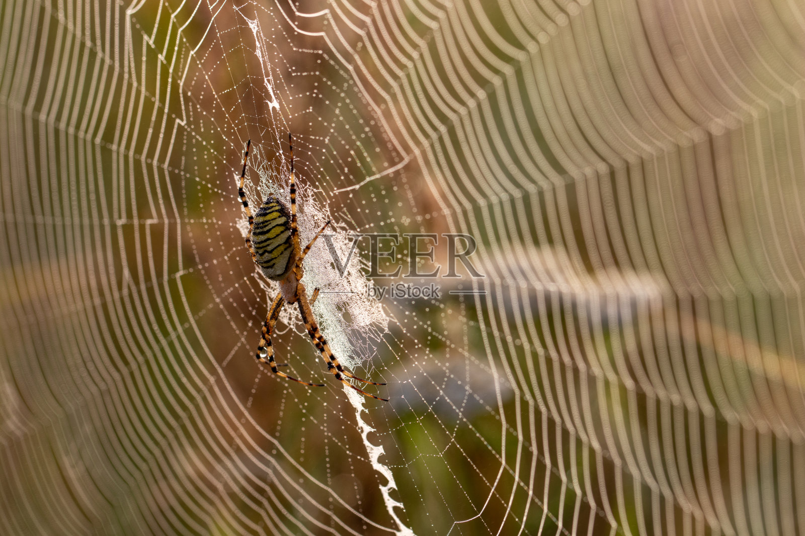 蜘蛛照片摄影图片