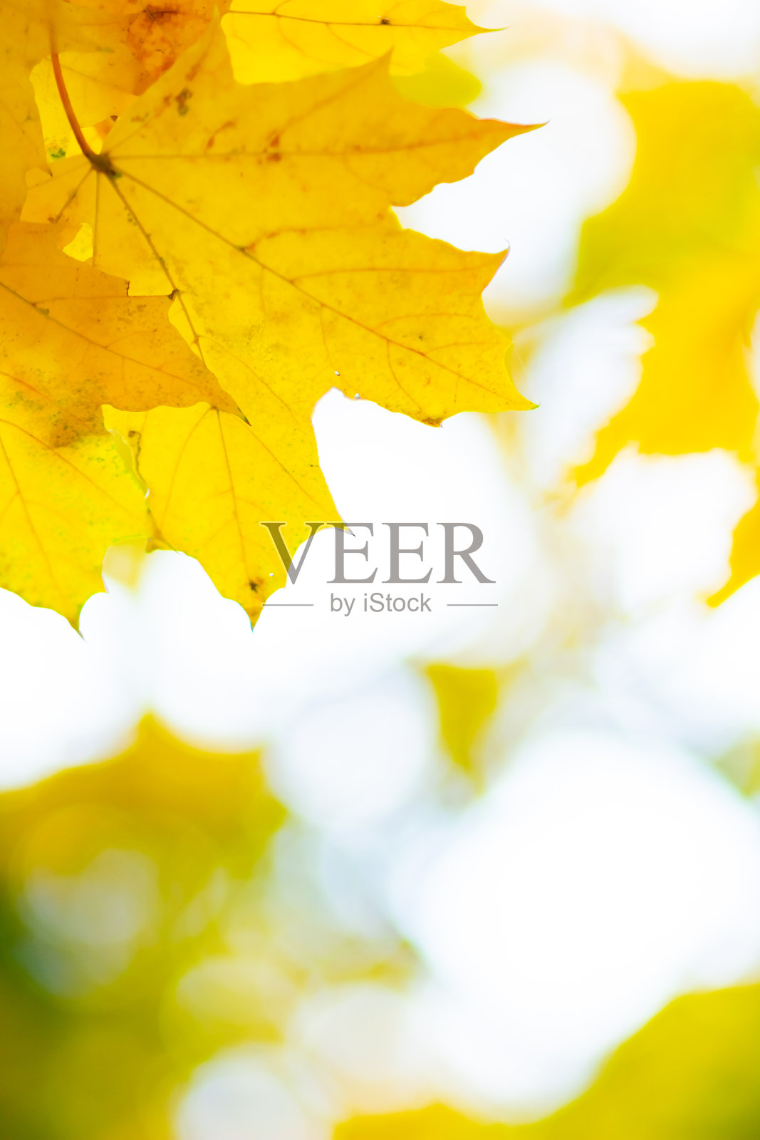 秋天的背景是枫叶。模糊的背景上是黄色的枫叶。本空间照片摄影图片