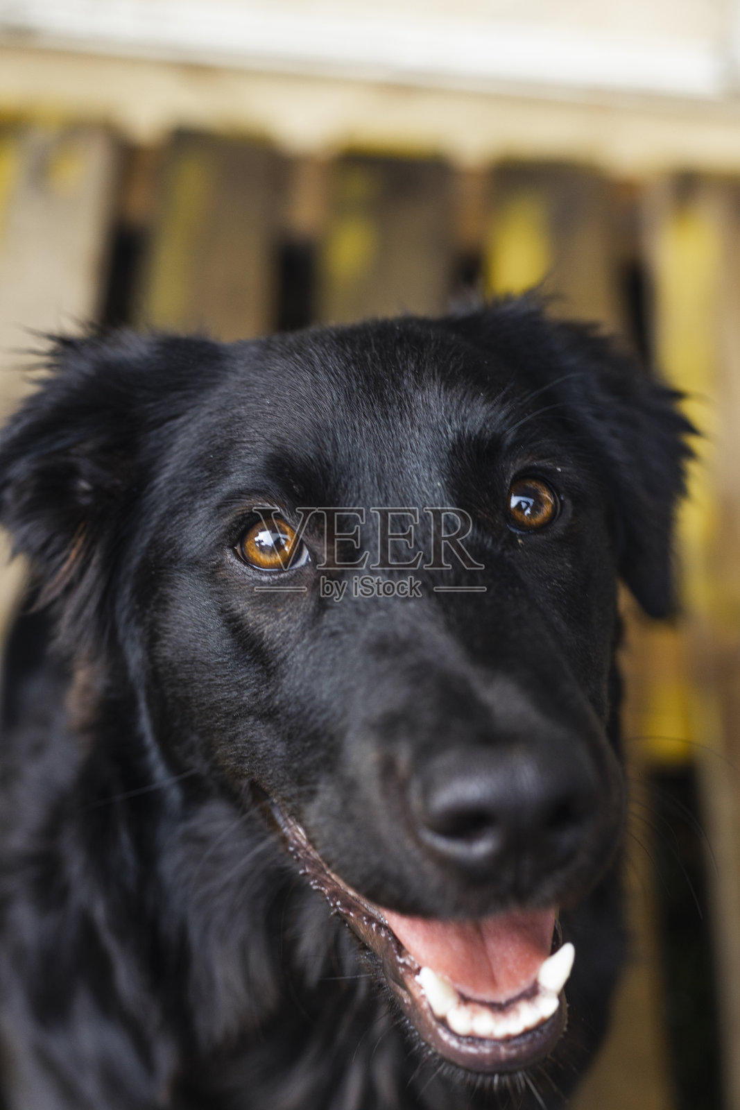 拉布拉多寻回犬微笑着看着镜头——没有品种的长黑毛的肖像——闪亮的狗毛照片摄影图片