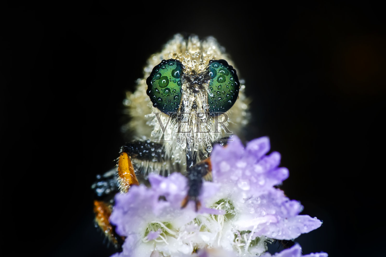 一个强盗在花园里飞的微距镜头照片摄影图片