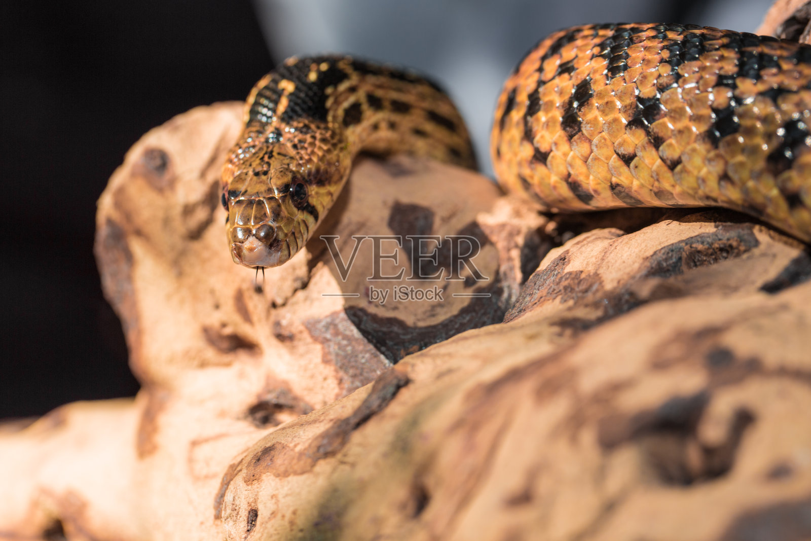 从树上往下看的蛇照片摄影图片