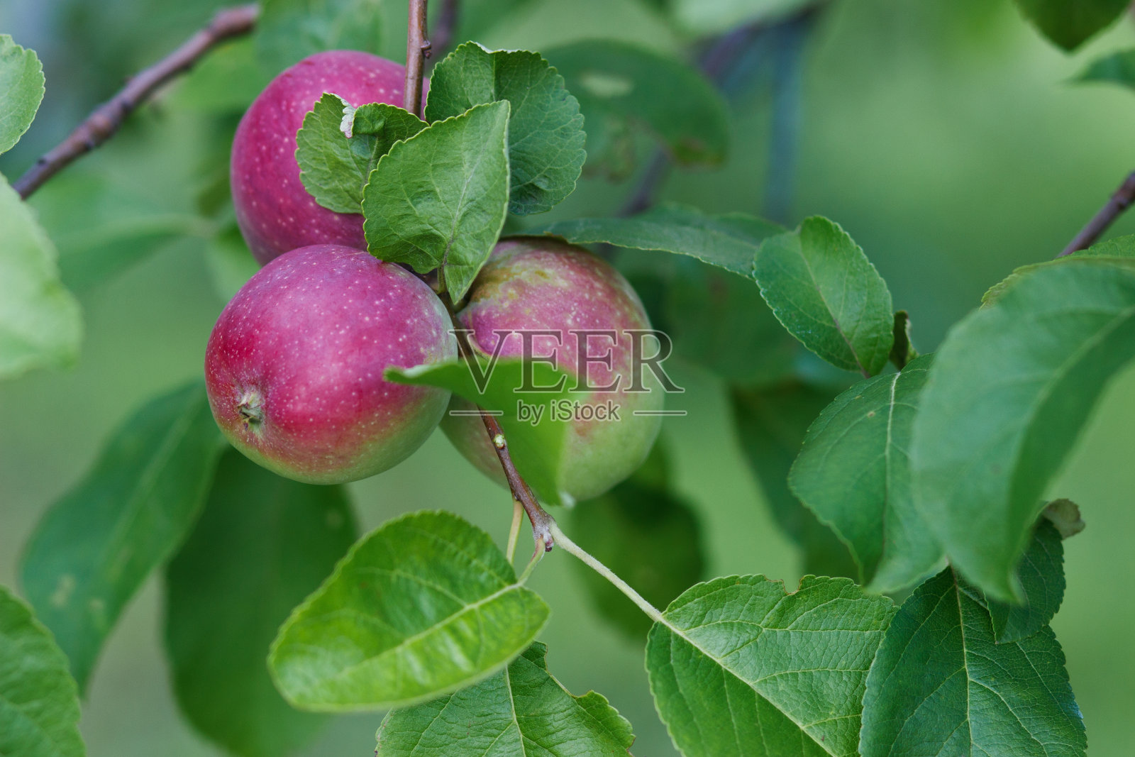 苹果树上有成熟的红苹果，模糊的背景照片摄影图片