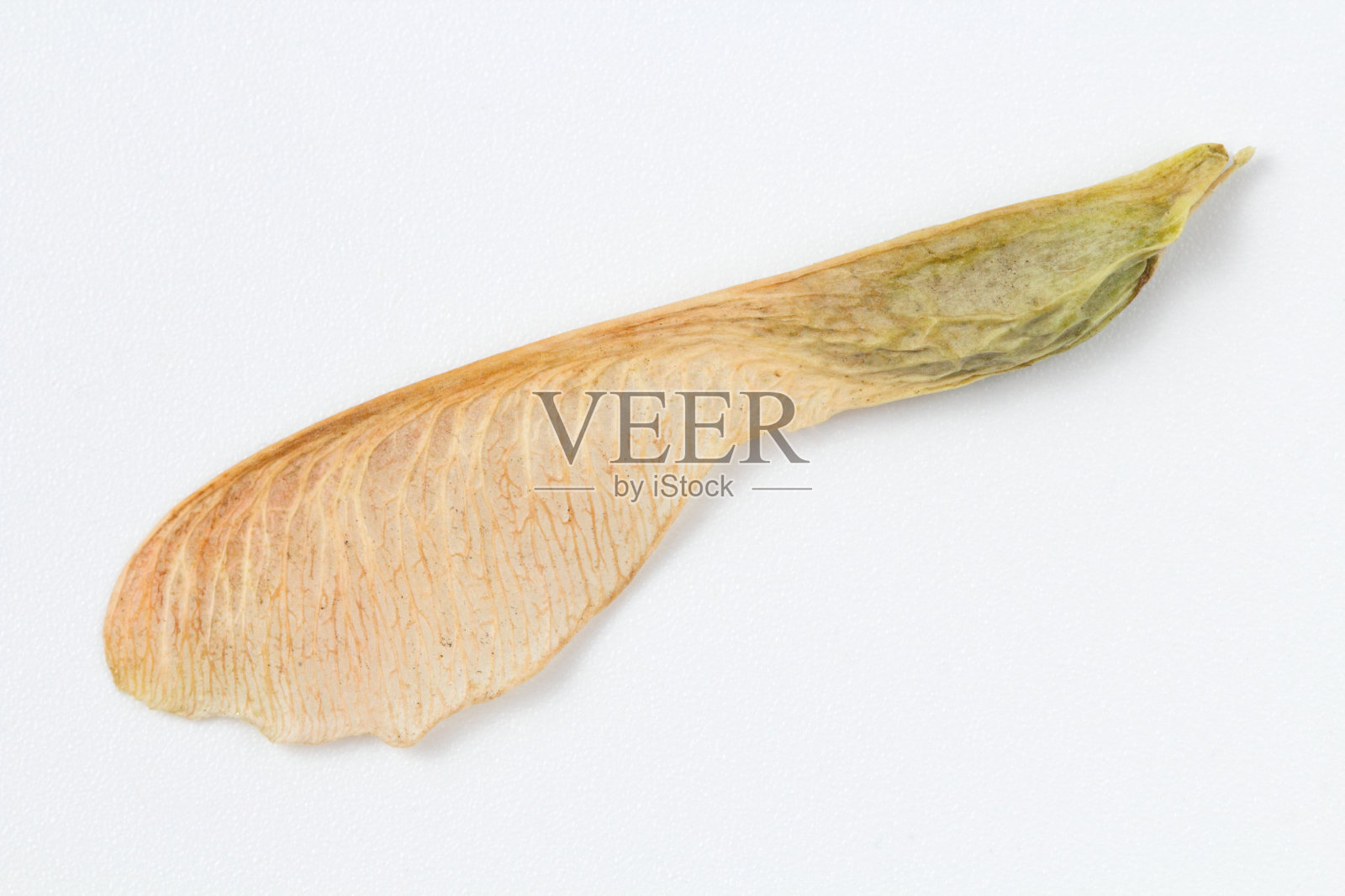 南根槭的种子以直升机叶片的形式，在白色的背景上。照片摄影图片