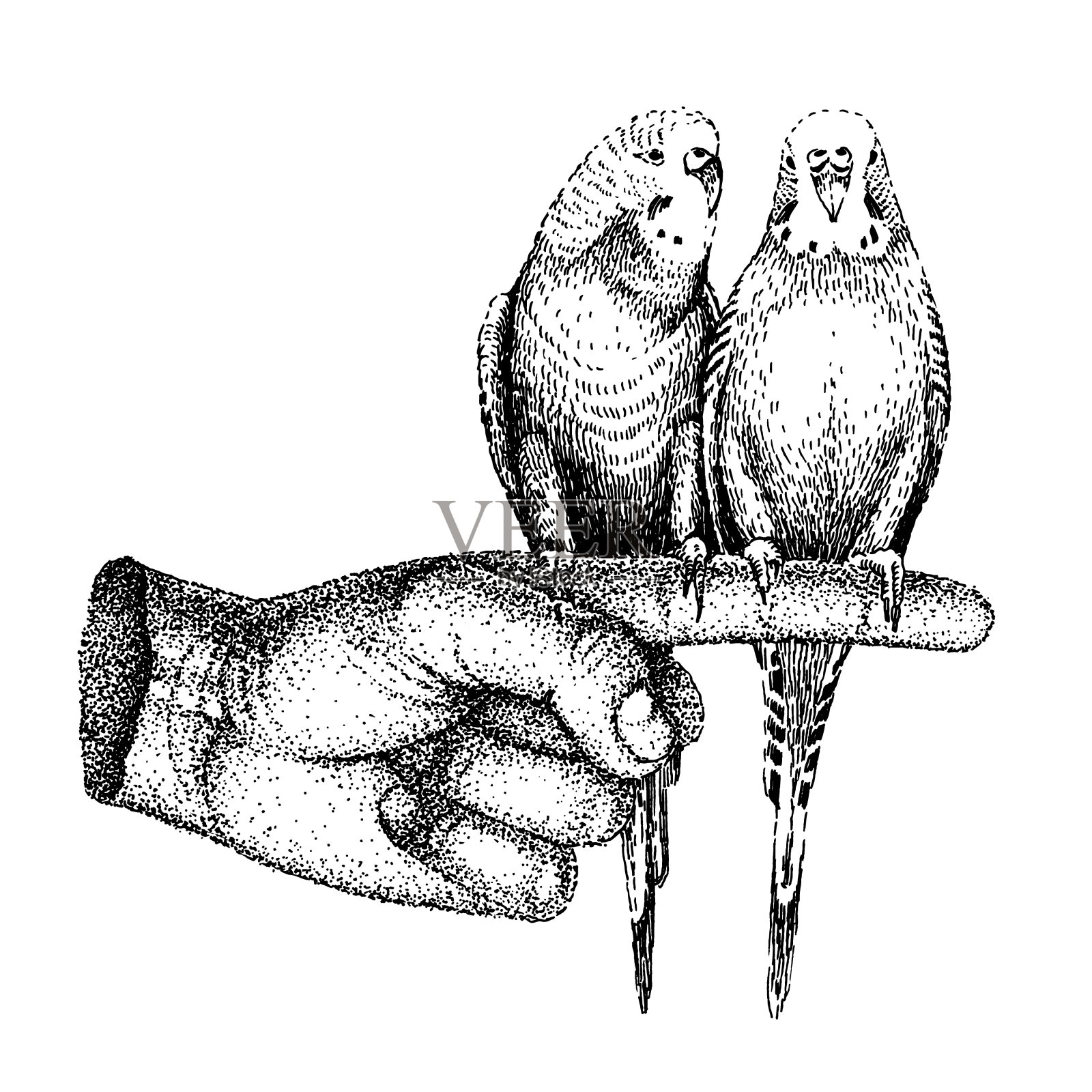 两只鹦鹉坐在食指上。矢量草图与鸟类在复古风格。复古的黑白模板纹身，海报，印刷或t恤。插画图片素材