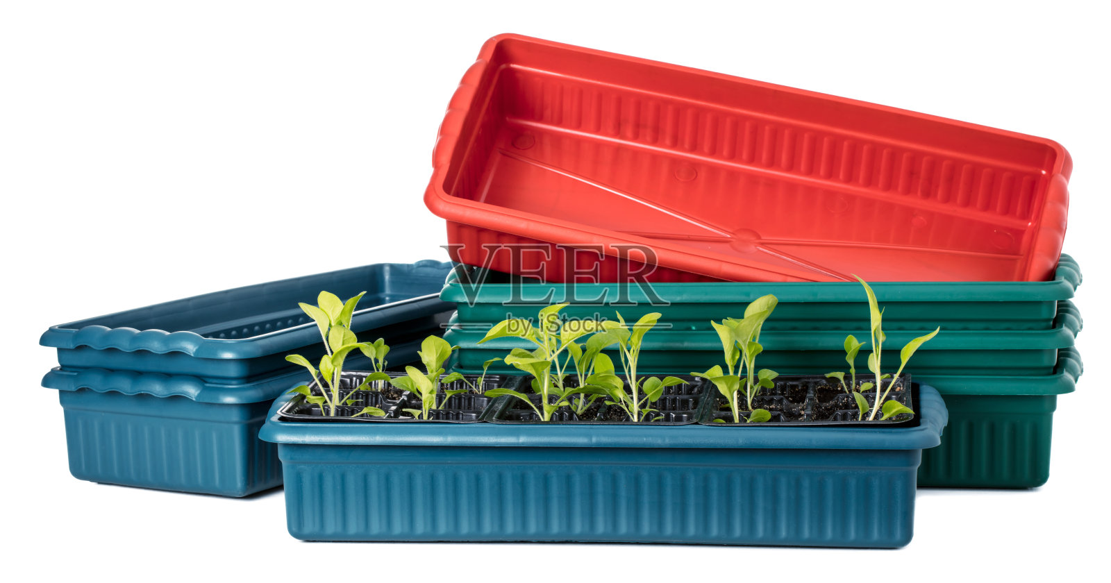 塑料花容器(盒)与幼苗隔离在白色照片摄影图片