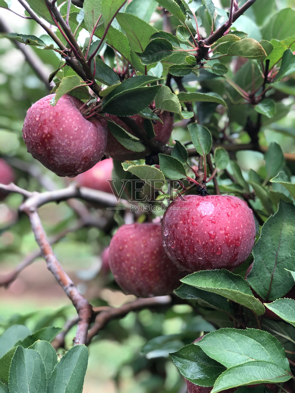 准备收获的苹果照片摄影图片