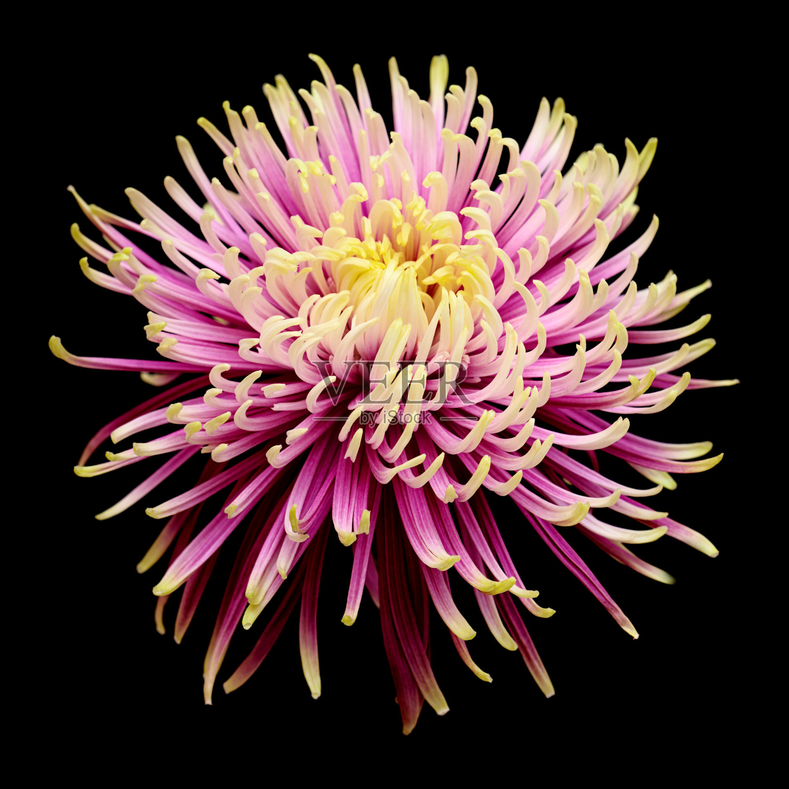 罕见的淡绿色和紫色星菊花孤立在黑色的背景照片摄影图片