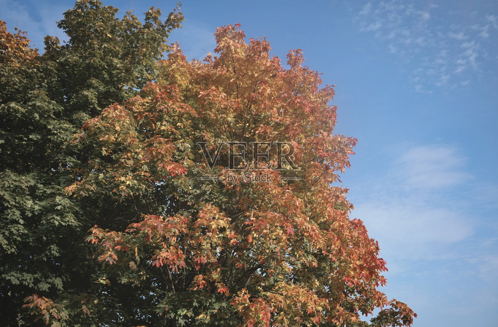 秋天的树照片摄影图片