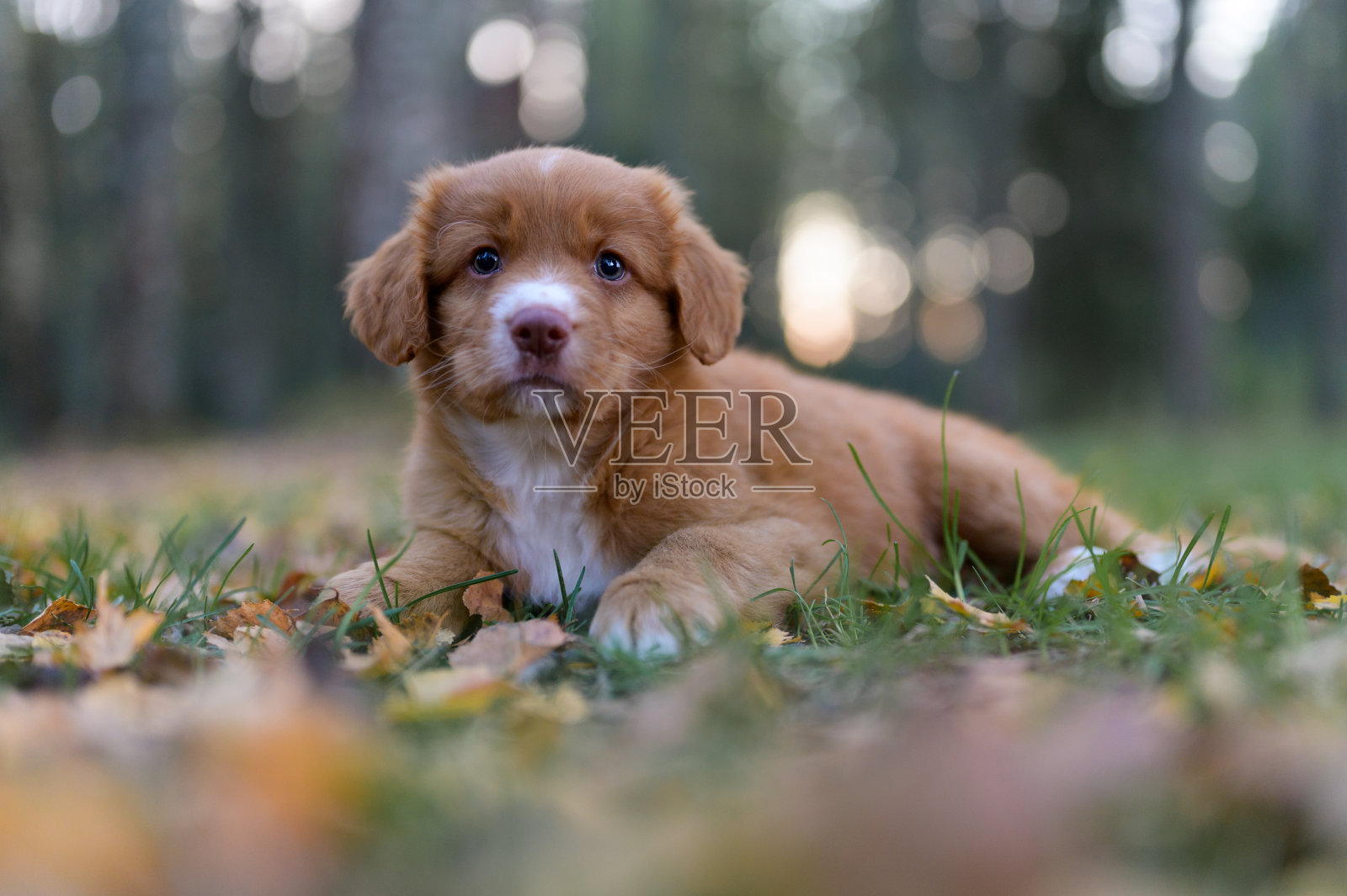 新斯科舍鸭鸣寻回小狗照片摄影图片
