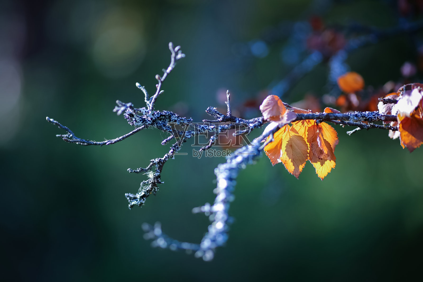 秋天背景照片摄影图片