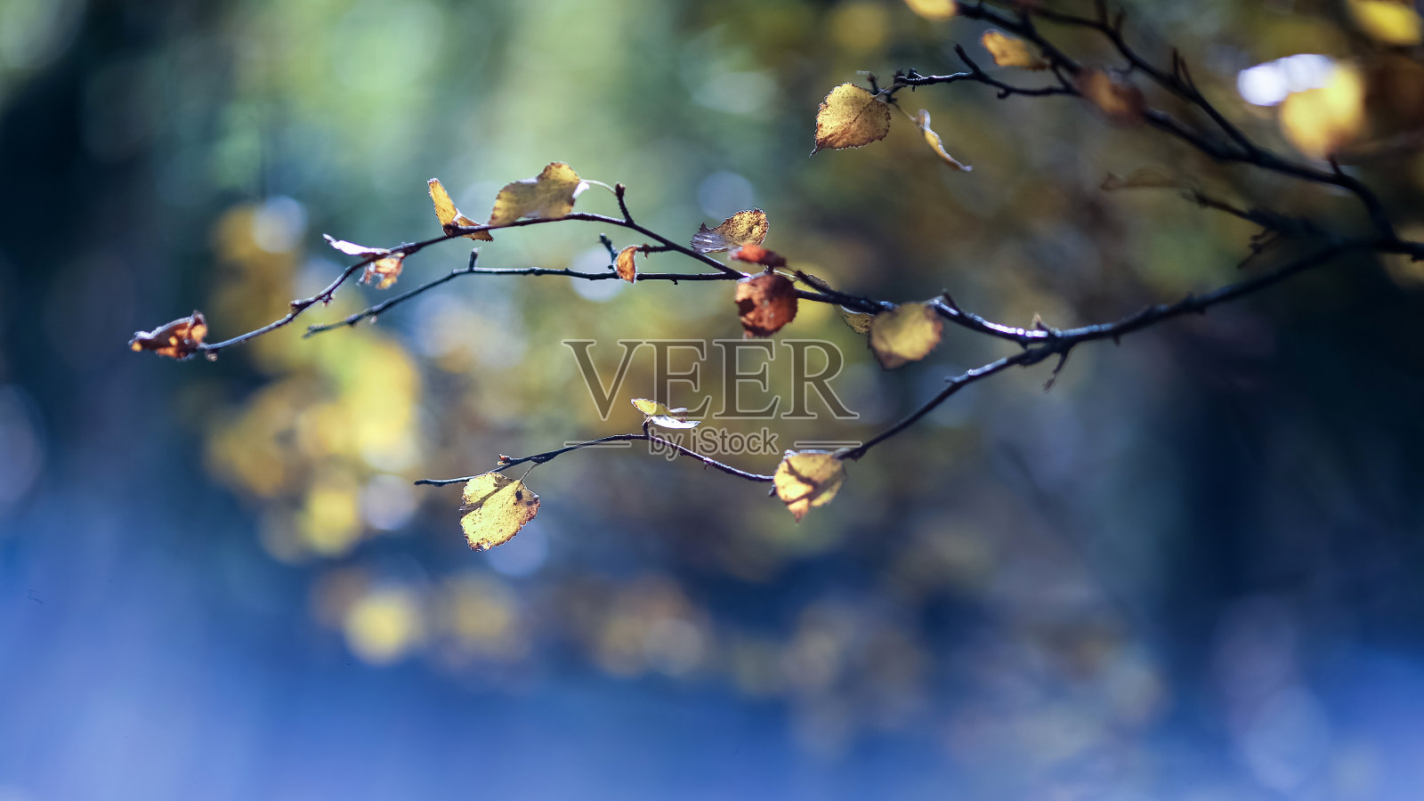 秋天背景照片摄影图片