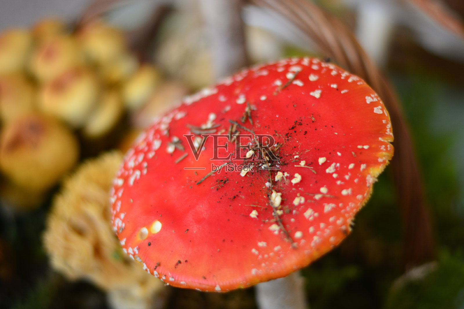 种类繁多的森林蘑菇照片摄影图片