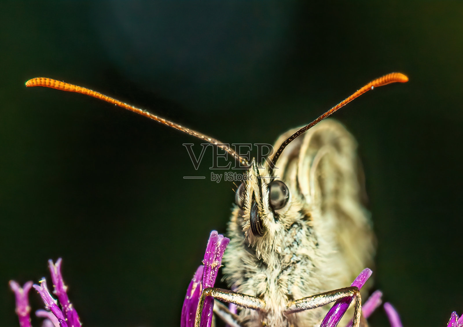 近距离拍摄的黑腹蝴蝶在一个矢车菊疥茧花在一个野花草地照片摄影图片