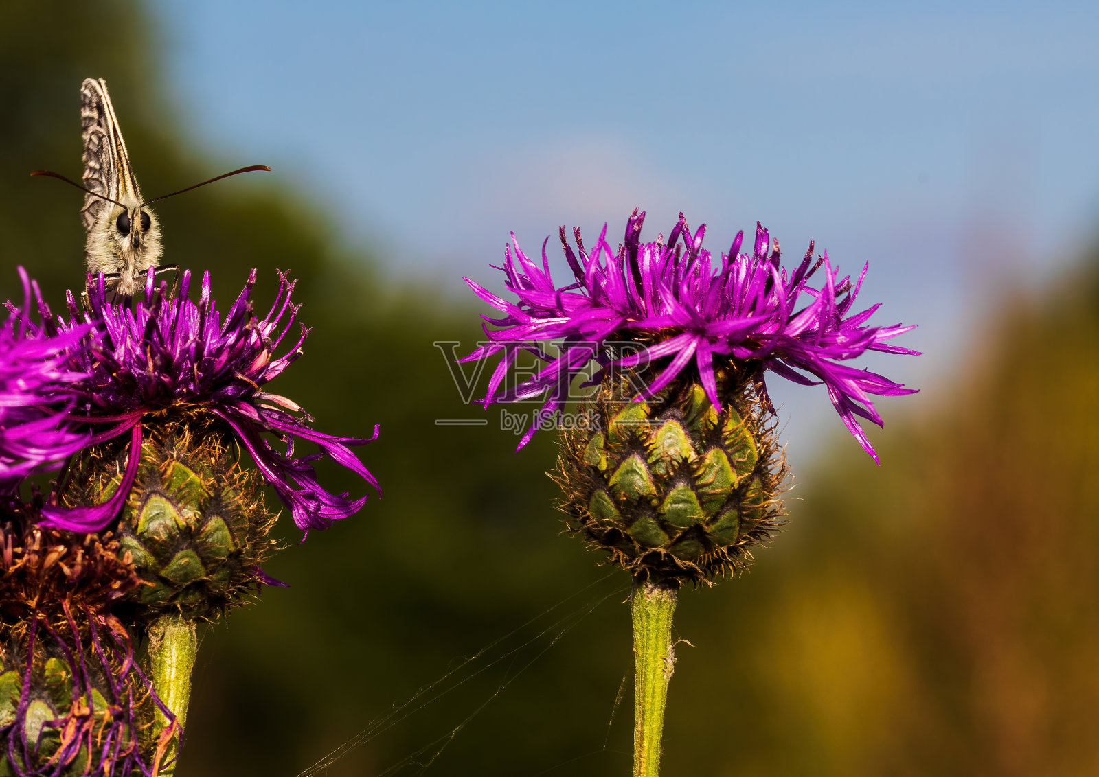 近距离拍摄的黑腹蝴蝶在一个矢车菊疥茧花在一个野花草地照片摄影图片