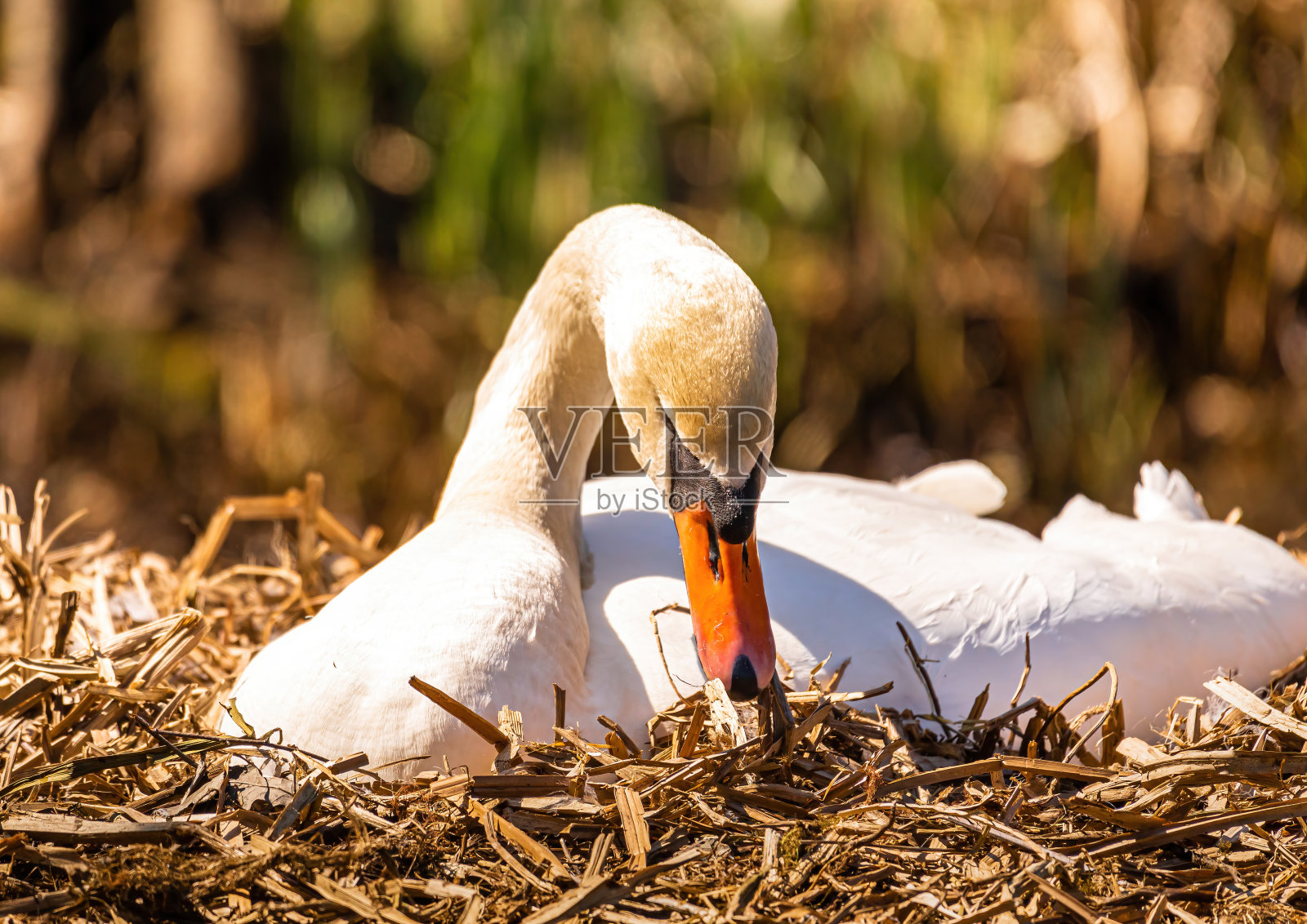 在德国南部的一个小池塘里，一只雌性哑天鹅(天鹅色)正坐在它的巢里照片摄影图片