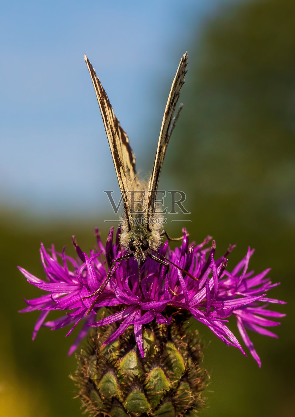 近距离拍摄的黑腹蝴蝶在一个矢车菊疥茧花在一个野花草地照片摄影图片