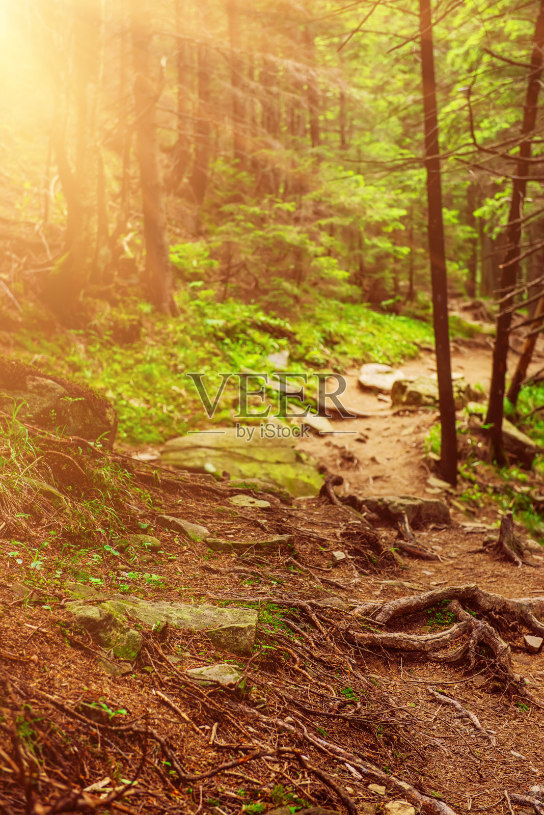 北斯堪的纳维亚森林照片摄影图片