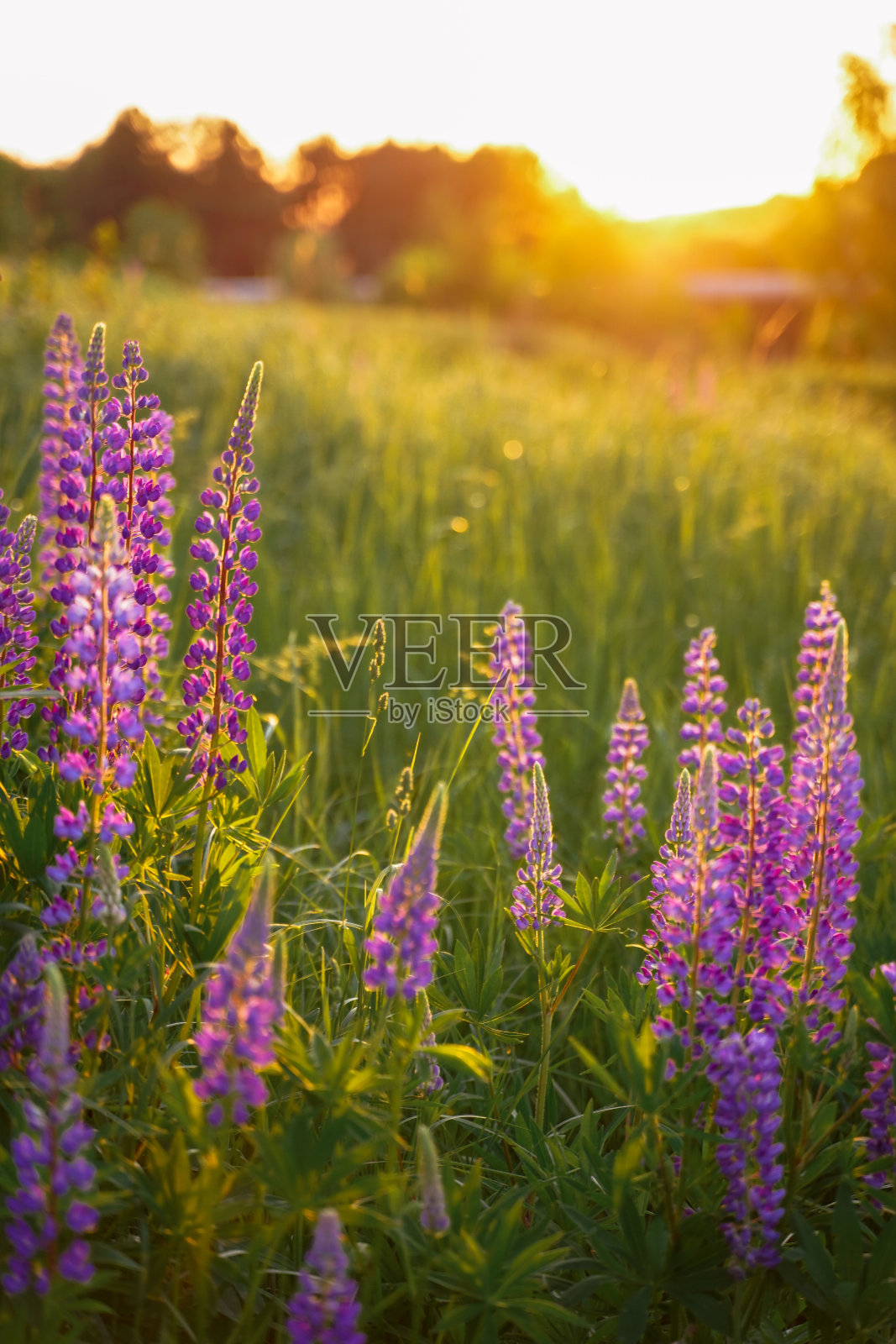 羽扇豆照片摄影图片