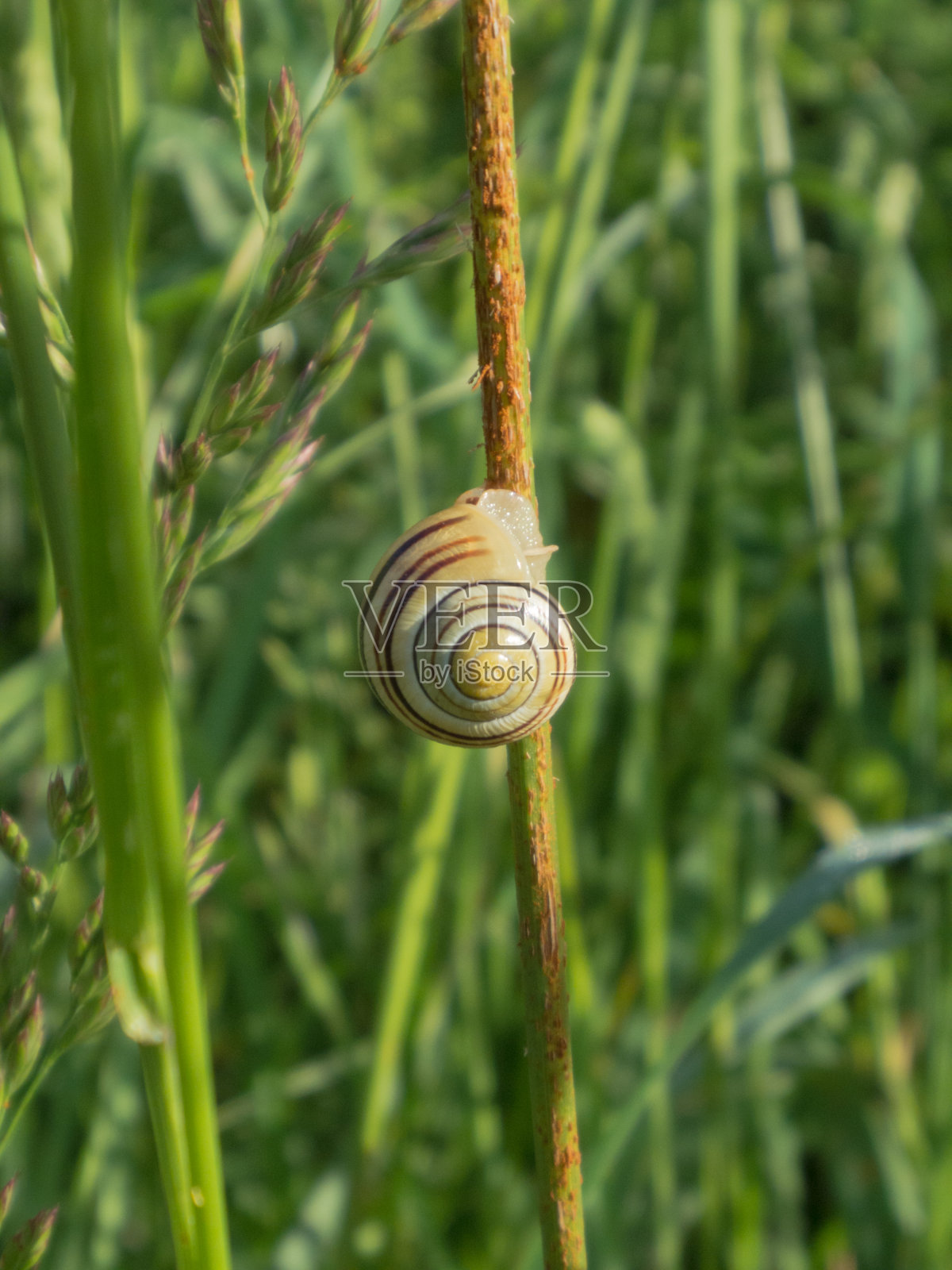 蜗牛醒来。照片摄影图片