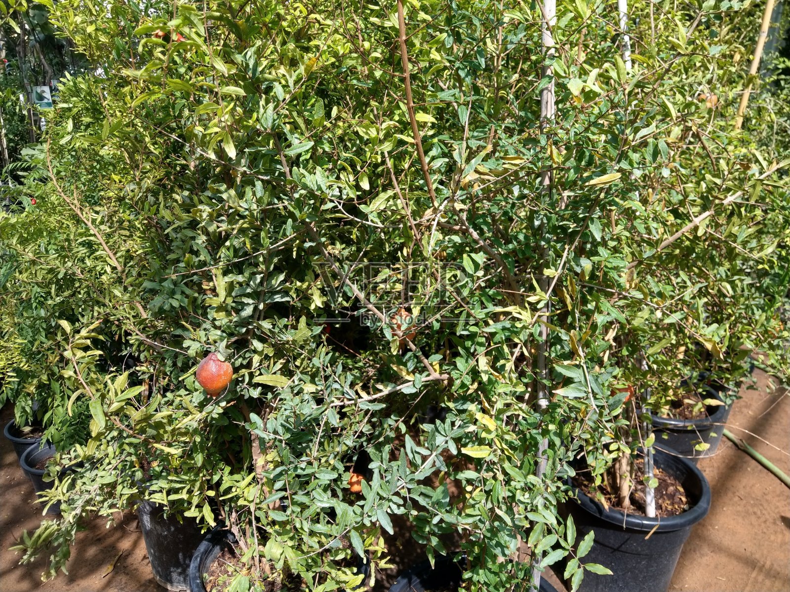 结满果实 的石榴树照片摄影图片