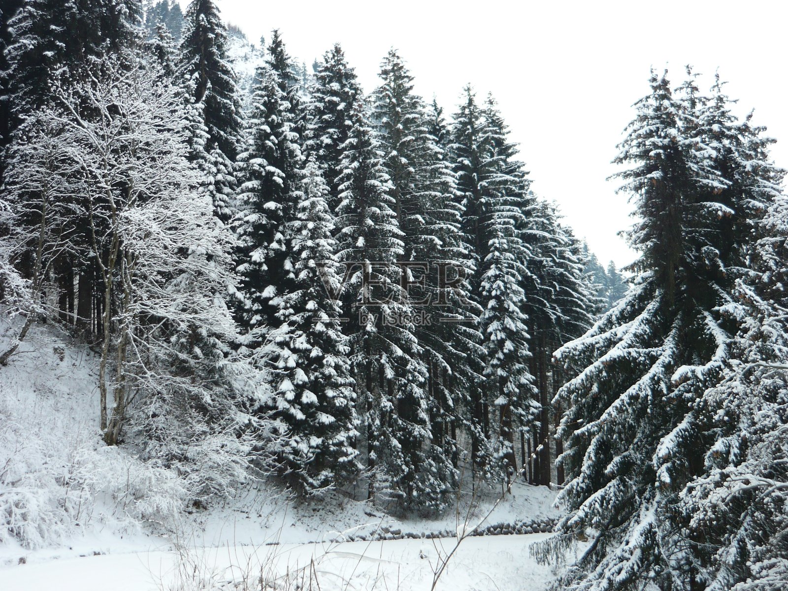 冬季霜冻场景照片摄影图片