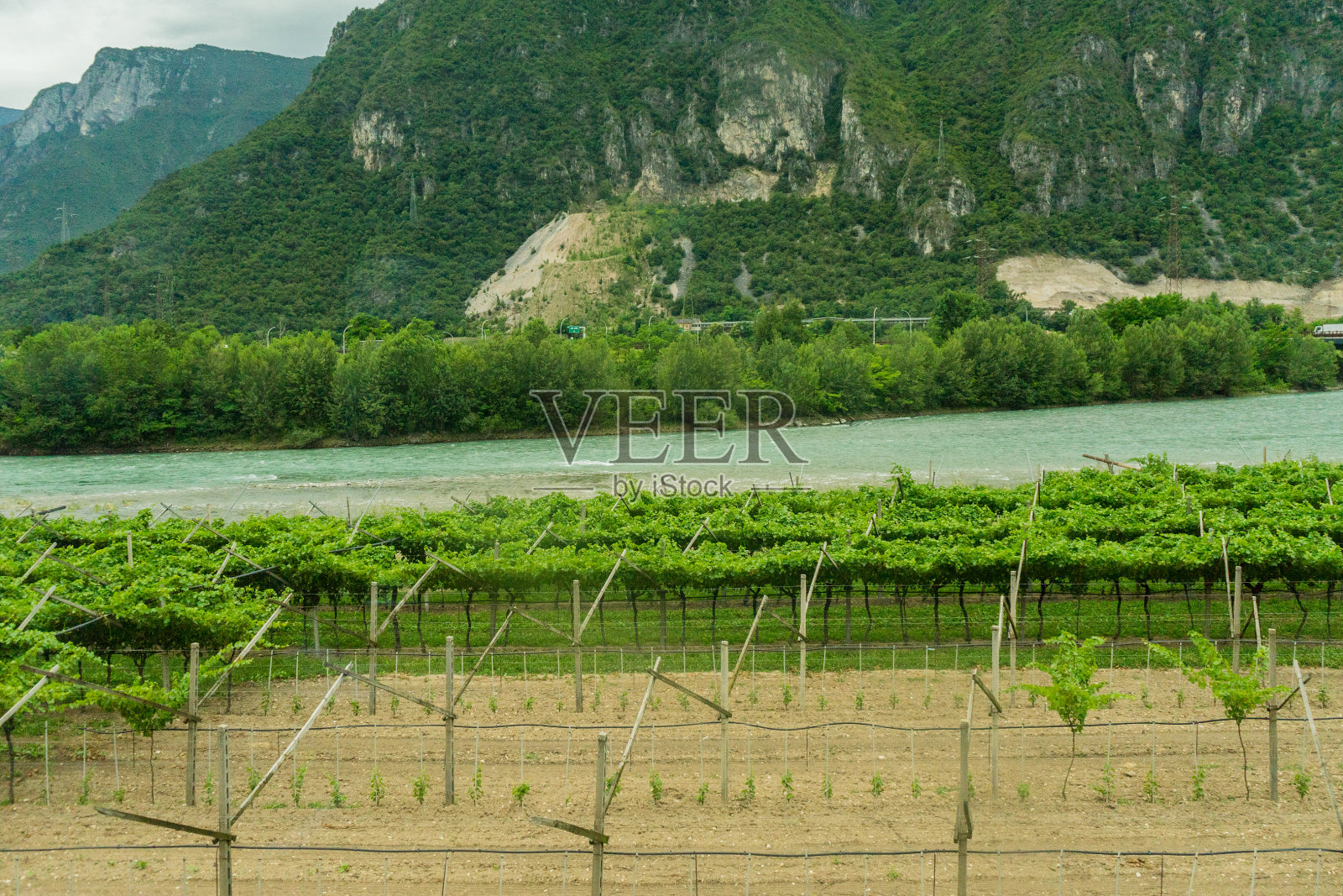 意大利，从拉斯佩齐亚到卡斯尔特鲁斯的火车，一个葡萄园，后面是一座山照片摄影图片