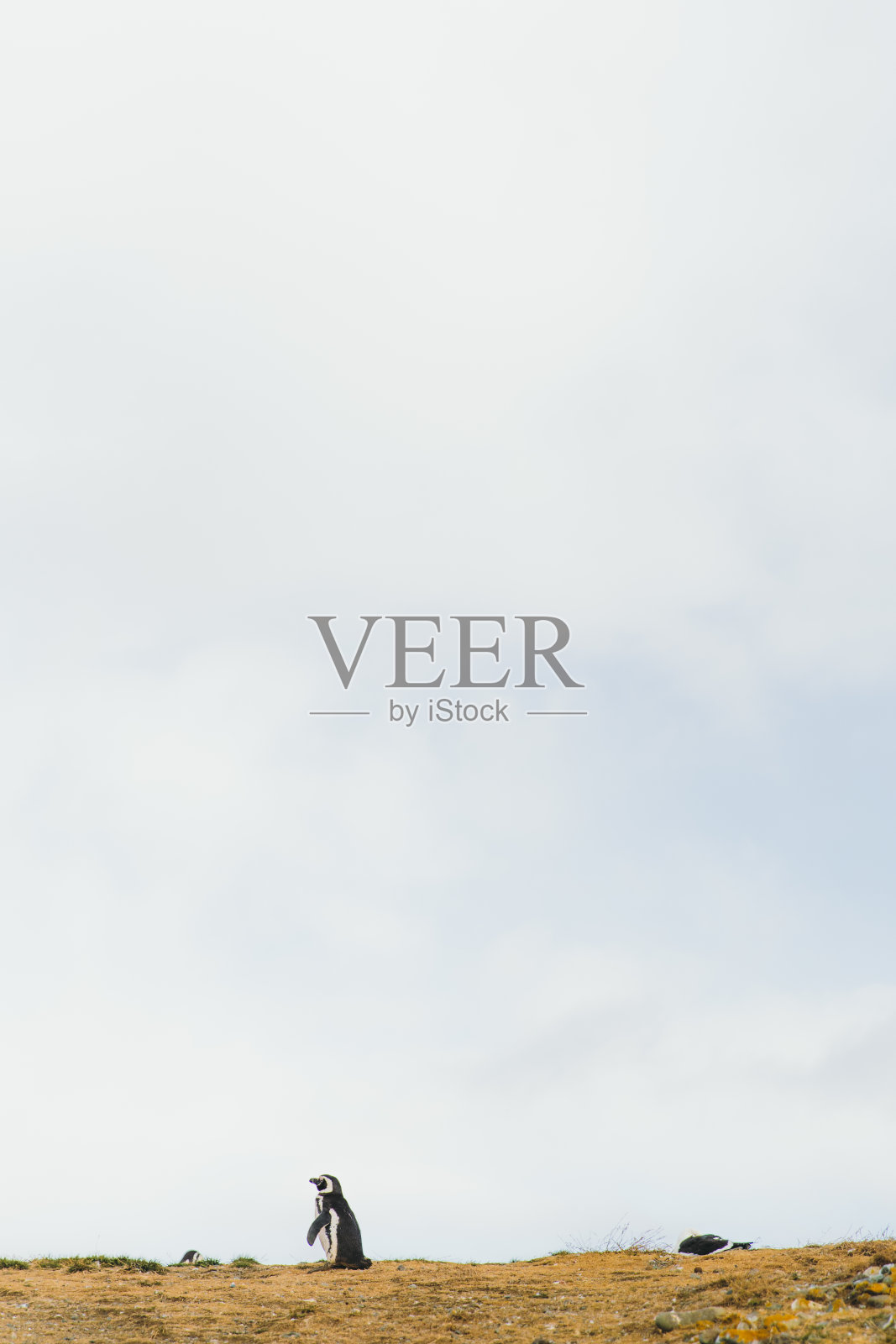 麦哲伦企鹅在火地岛，智利，南极洲地区照片摄影图片