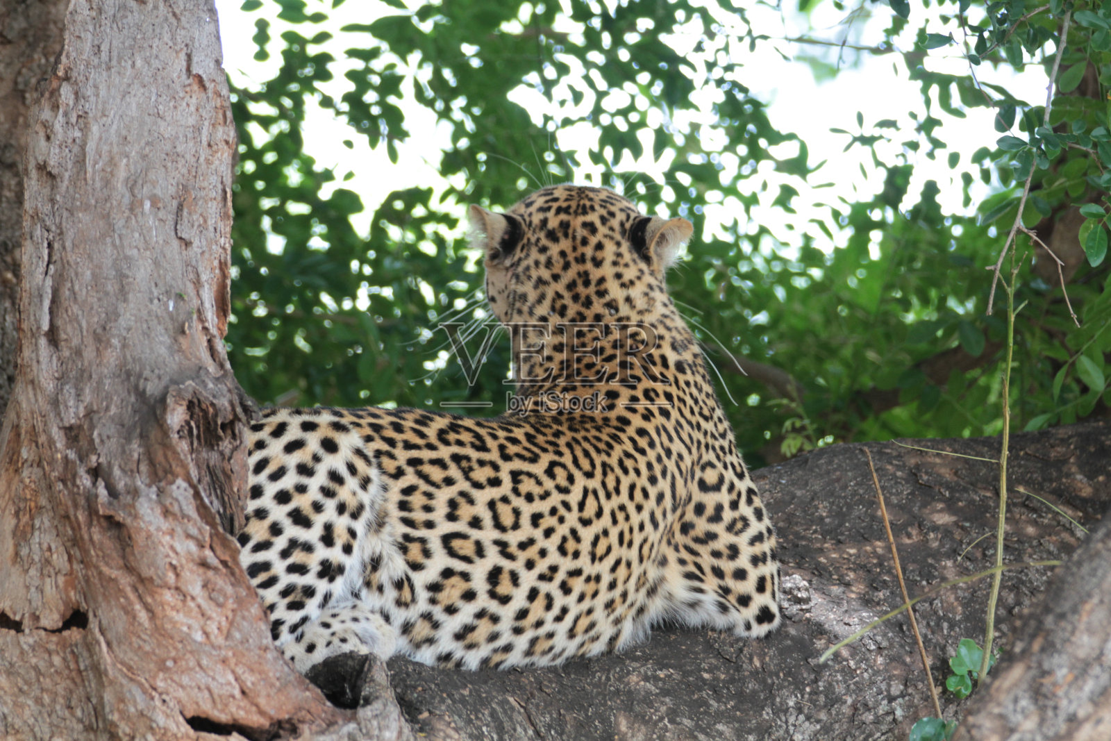 南非克鲁格国家公园，树上的豹照片摄影图片