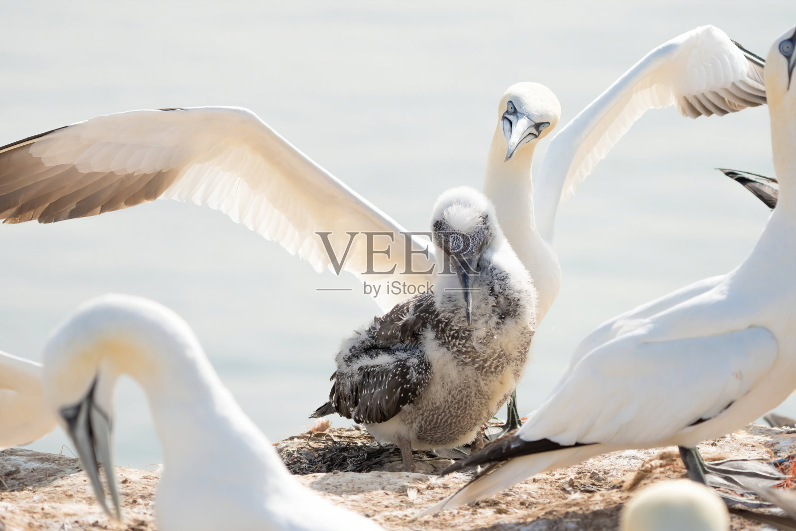 新鲜的特写年轻的北方塘鹅站在大的成年与翅膀展开。岛Helgoland、德国照片摄影图片