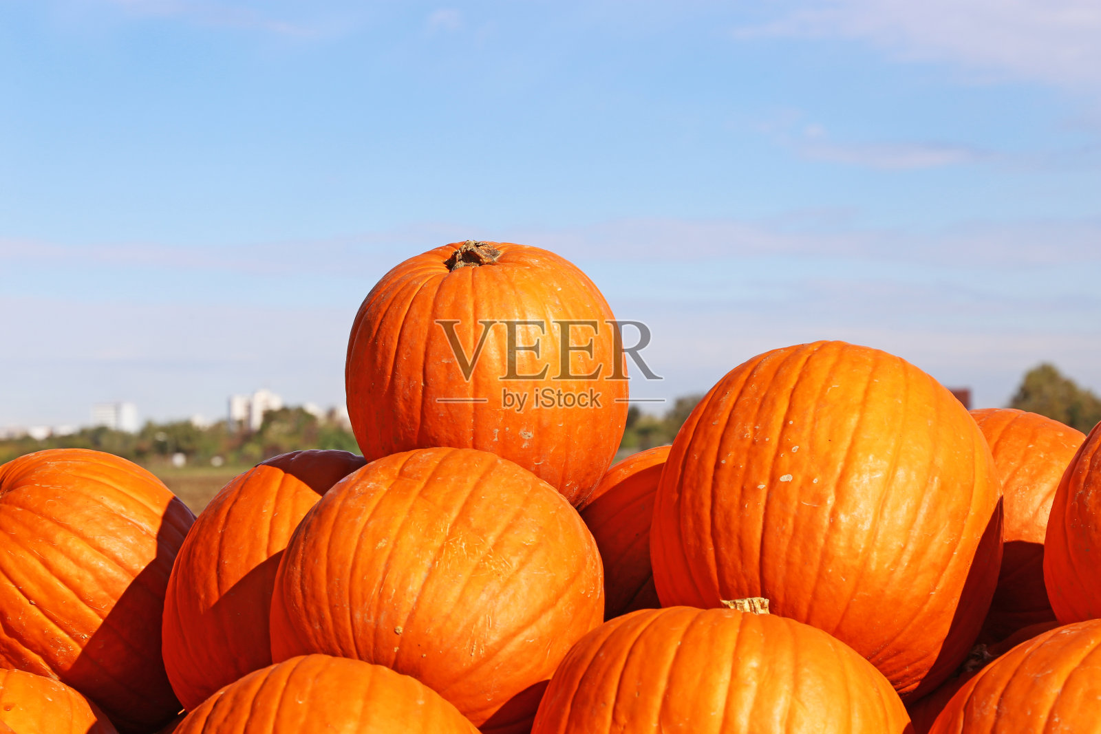 秋天，南瓜季节已经开始了照片摄影图片