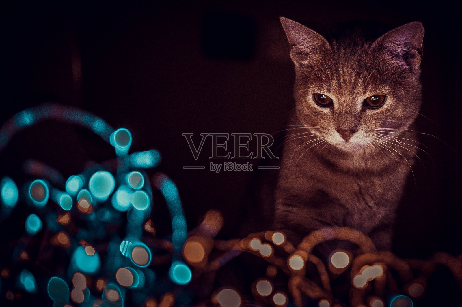 猫咪玩着灯和玫瑰照片摄影图片