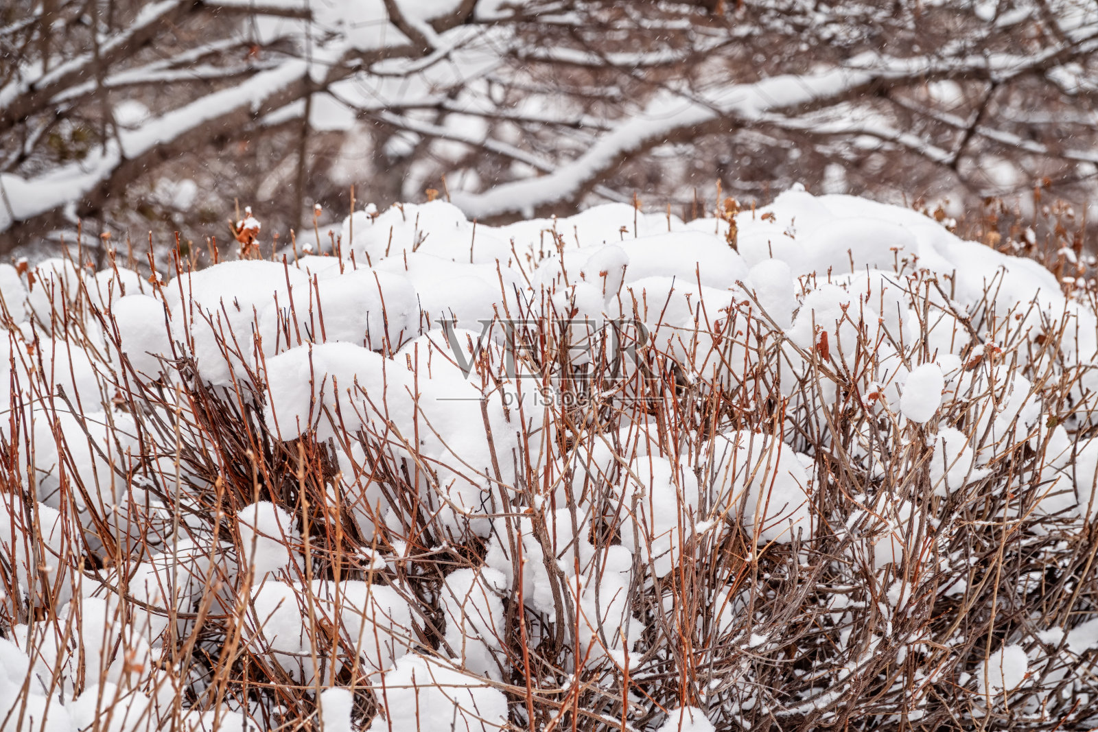 修剪过的灌木的多刺的树枝在夕阳的光线下覆盖着白雪，背景也模糊了。照片摄影图片