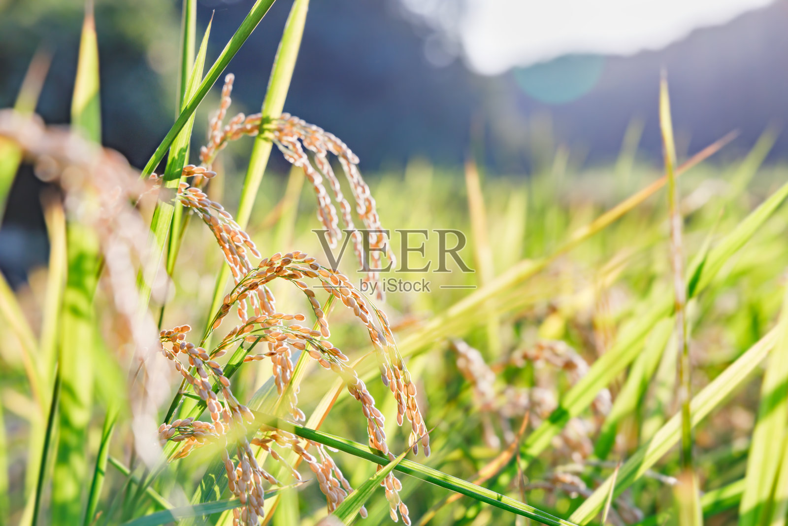 新鲜的大米在阳光下照片摄影图片