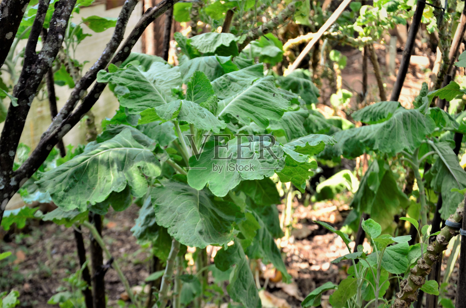 菜园里长着大叶子的甘蓝照片摄影图片