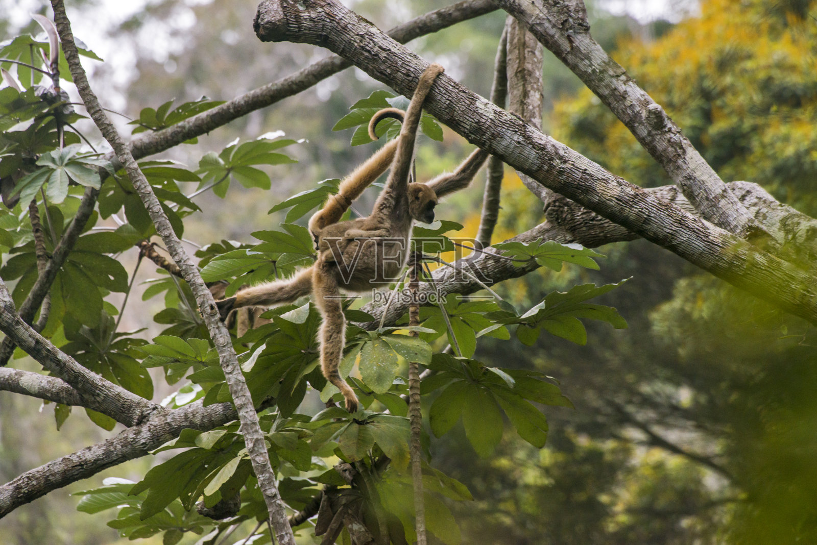 北穆里奇摄于圣埃斯皮里托圣杰迪巴的圣玛丽亚。巴西东南部。照片摄影图片