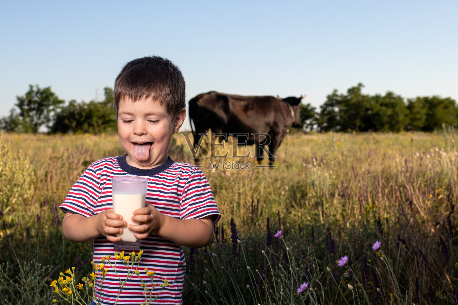 在田野里，一个穿着明亮条纹t恤的小男孩抱着一头黑奶牛喝着天然牛奶。钙。照片摄影图片