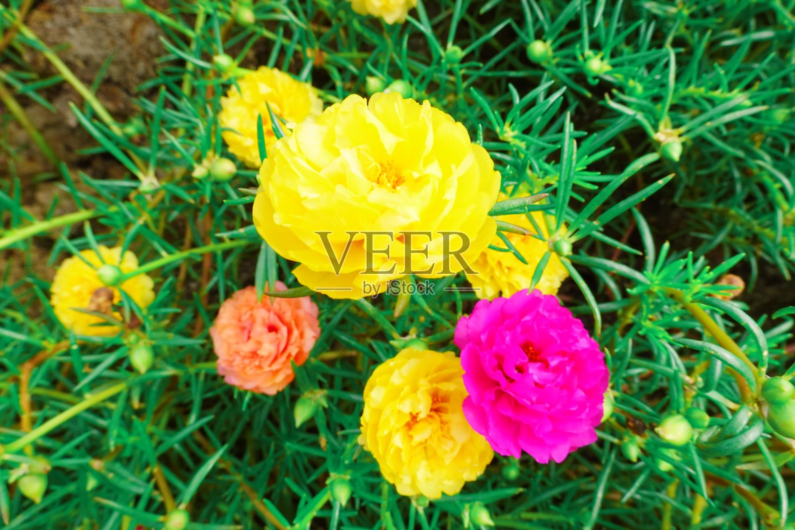 马齿苋苔玫瑰陈年膜花盛开照片摄影图片