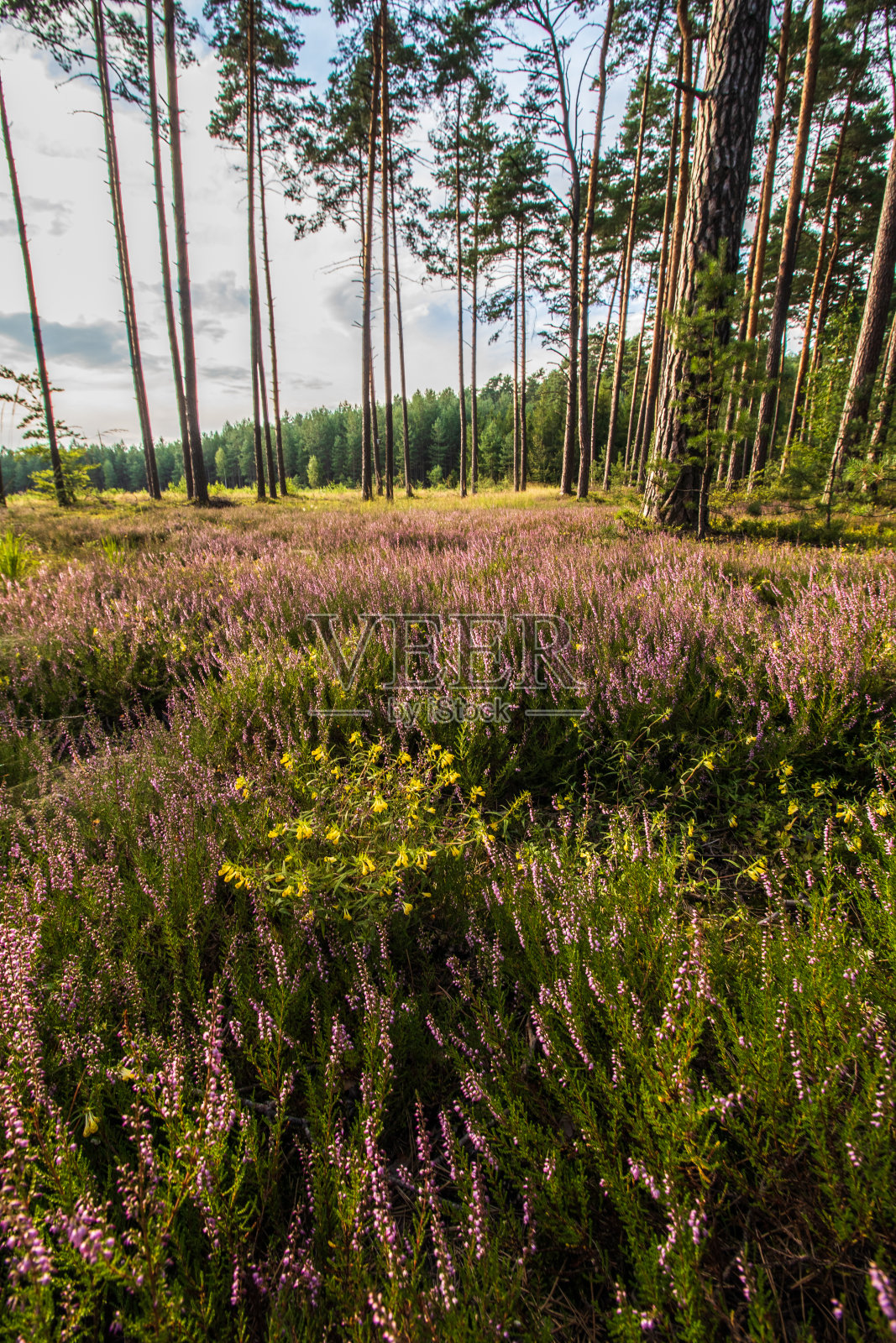 石南花照片摄影图片