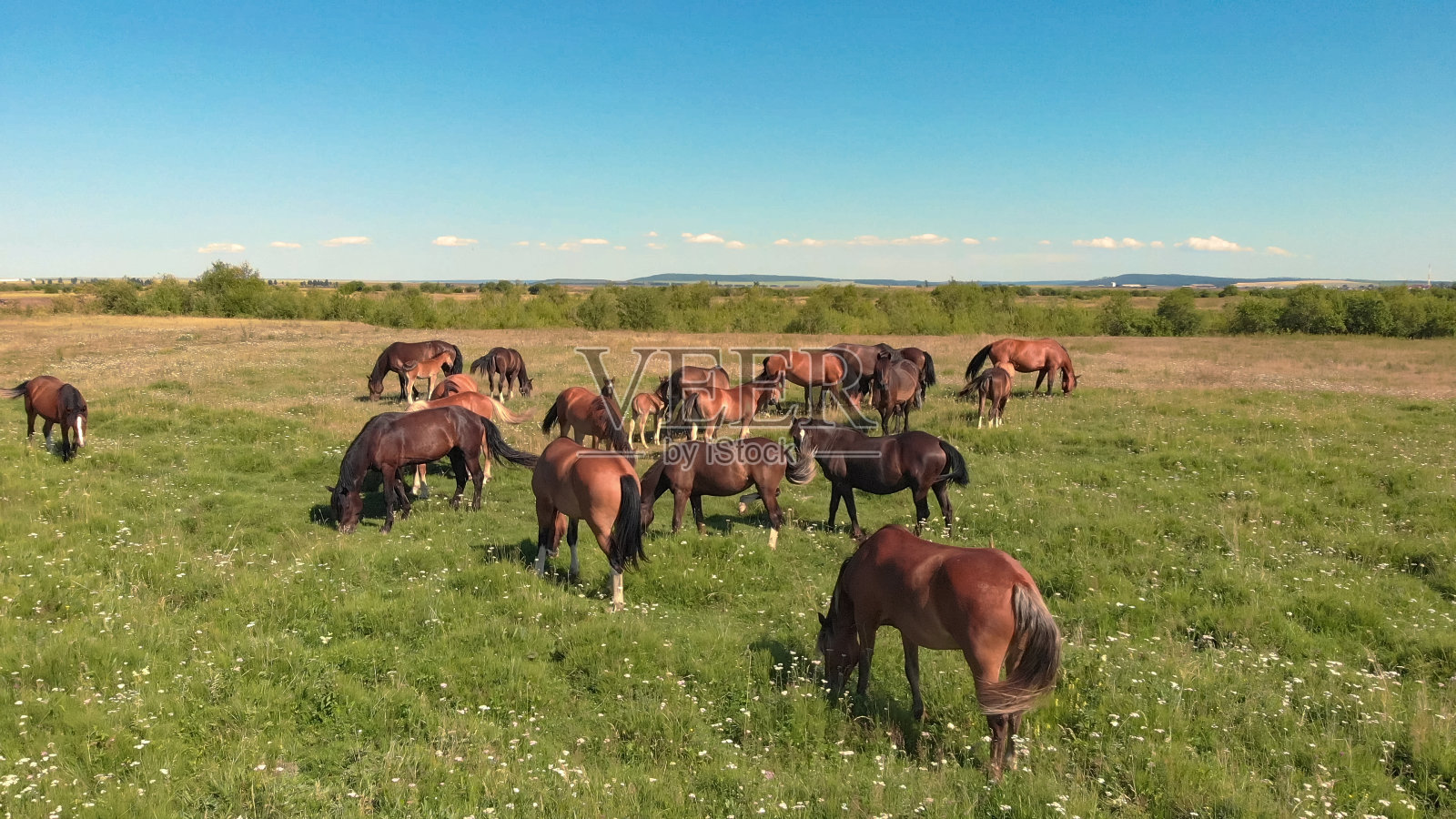 马站在绿油油的草地上，在农田里吃草，照片摄影图片