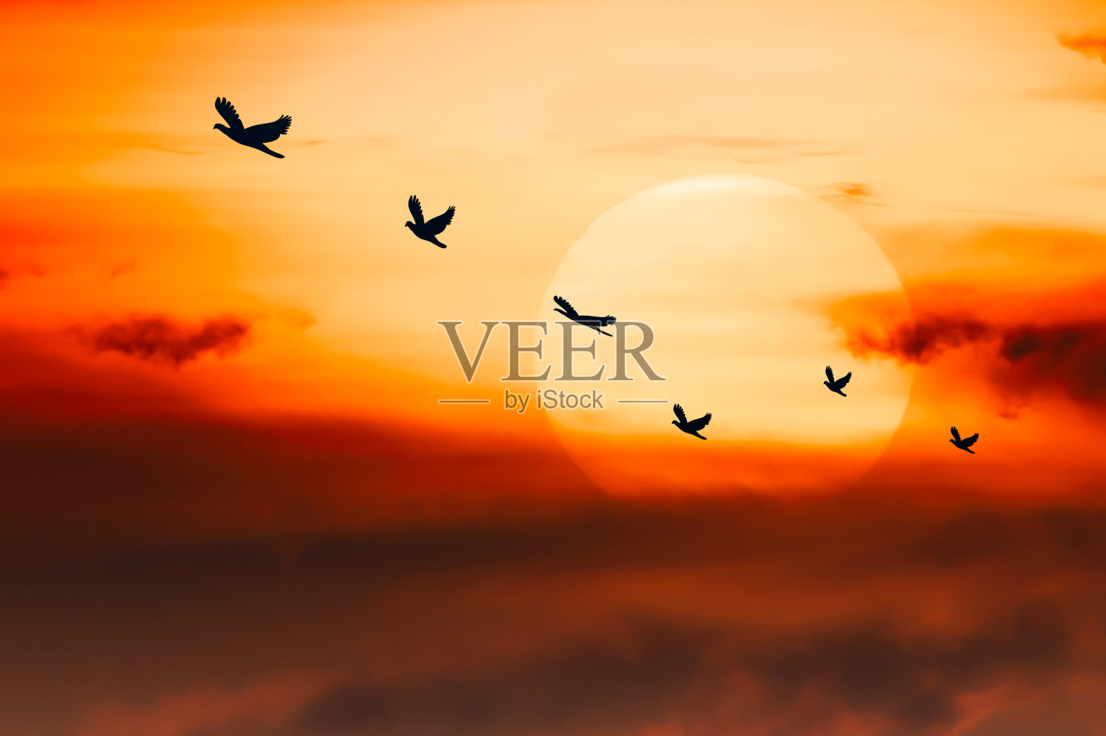 一群鸟在夕阳的天空中一起飞翔照片摄影图片