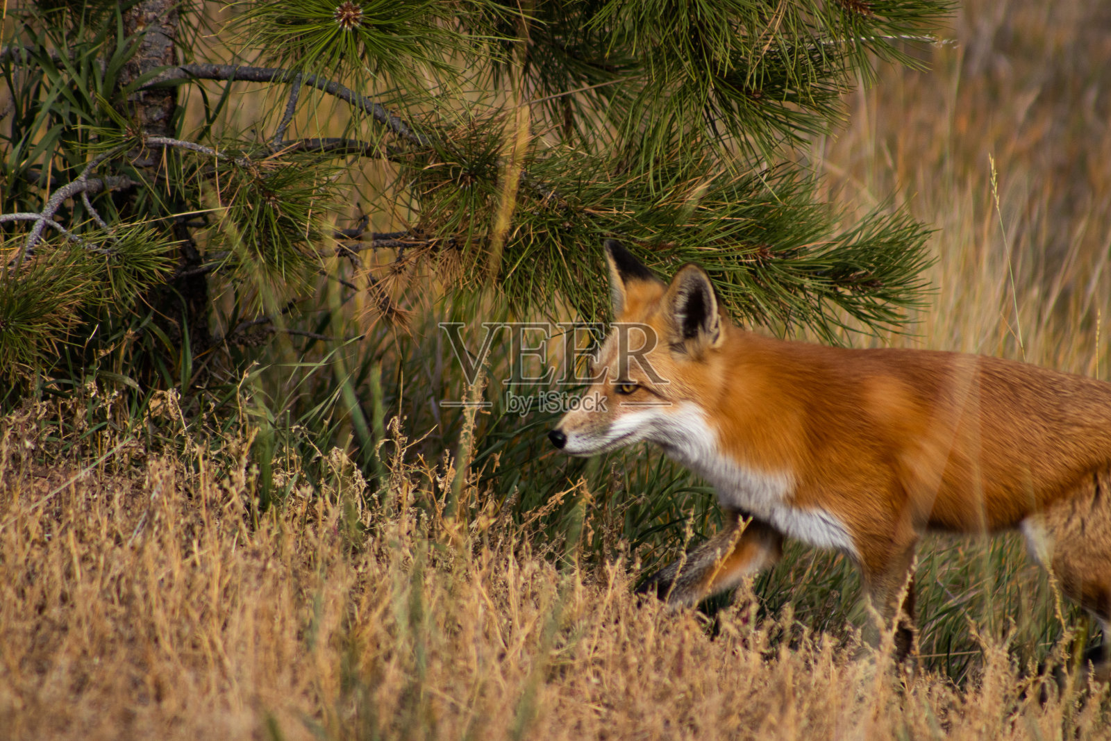 红狐在松树旁照片摄影图片
