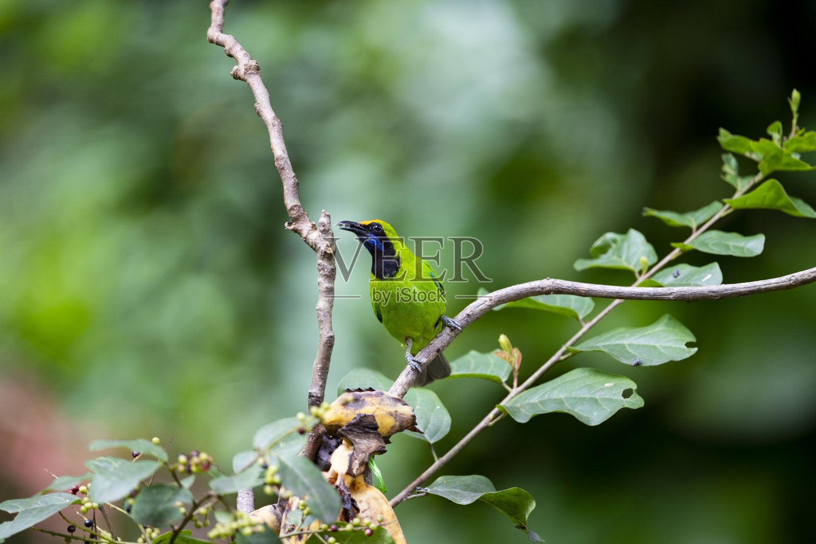 金头叶鸟照片摄影图片