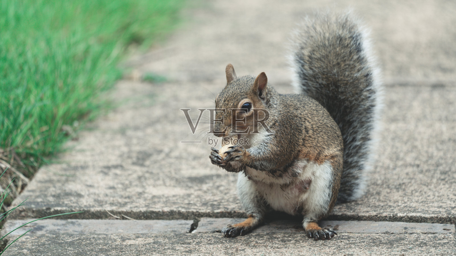 一只松鼠在吃猴子的坚果照片摄影图片