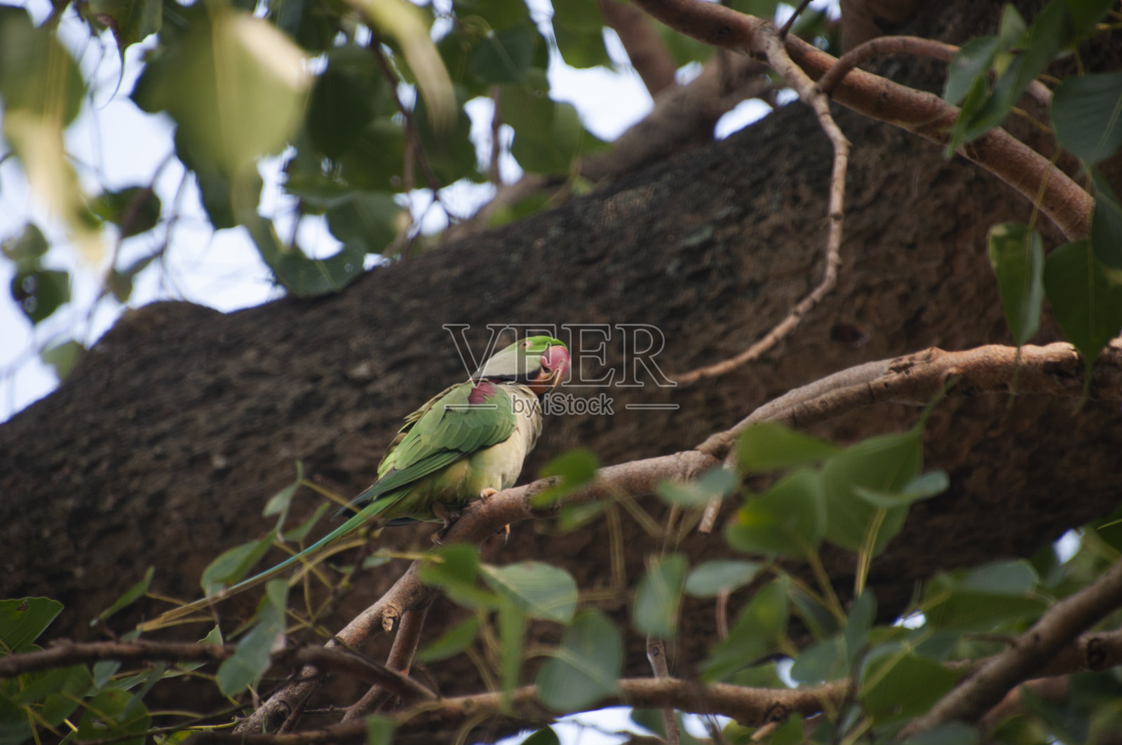玫瑰环长尾鹦鹉，也被称为环颈长尾鹦鹉，是鹦鹉科鹦鹉属的一种中等大小的鹦鹉照片摄影图片
