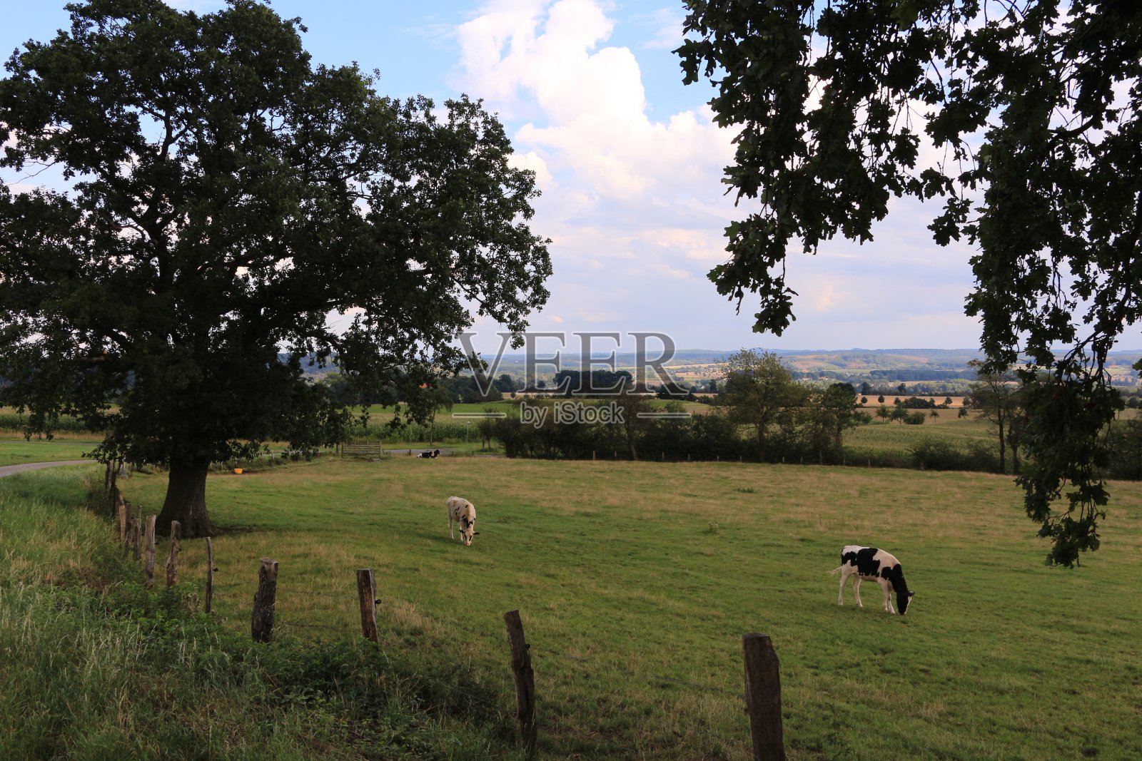 在鲁尔Fröndenberg附近的田野里放牧的奶牛照片摄影图片