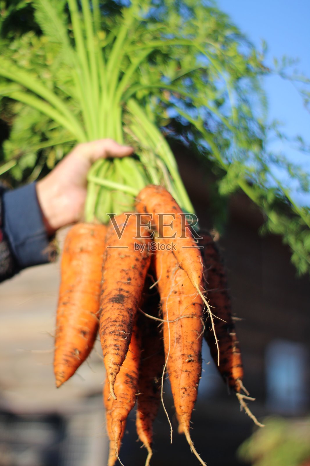 一串胡萝卜的照片新鲜多汁的酥脆的蔬菜刚从花园的床在秋天在女人的手的特写照片摄影图片