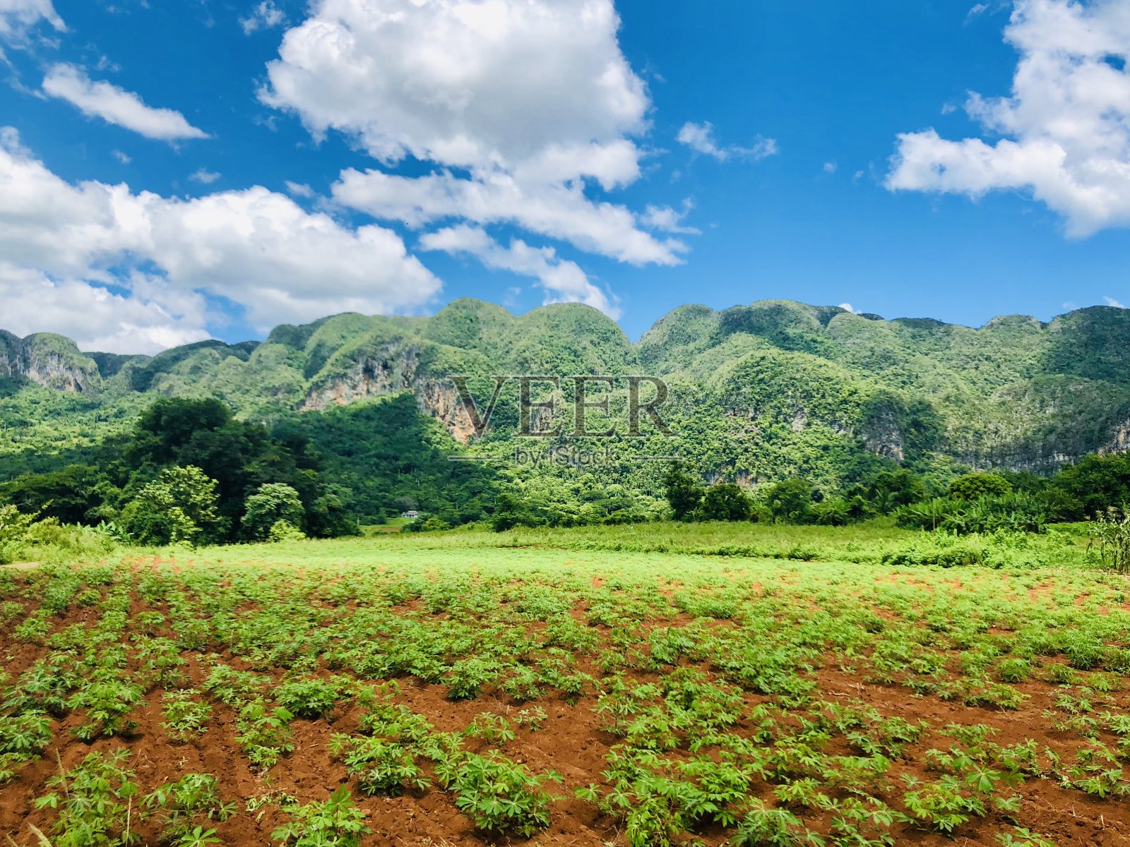 绿色的牧场照片摄影图片