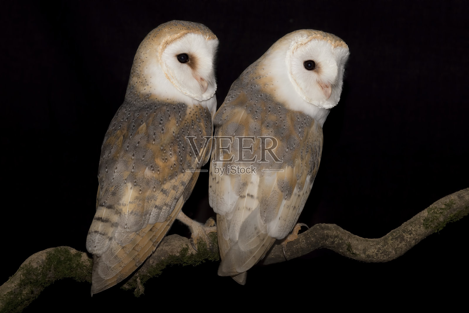 仓鸮雌雄枝上(白背鸮)照片摄影图片