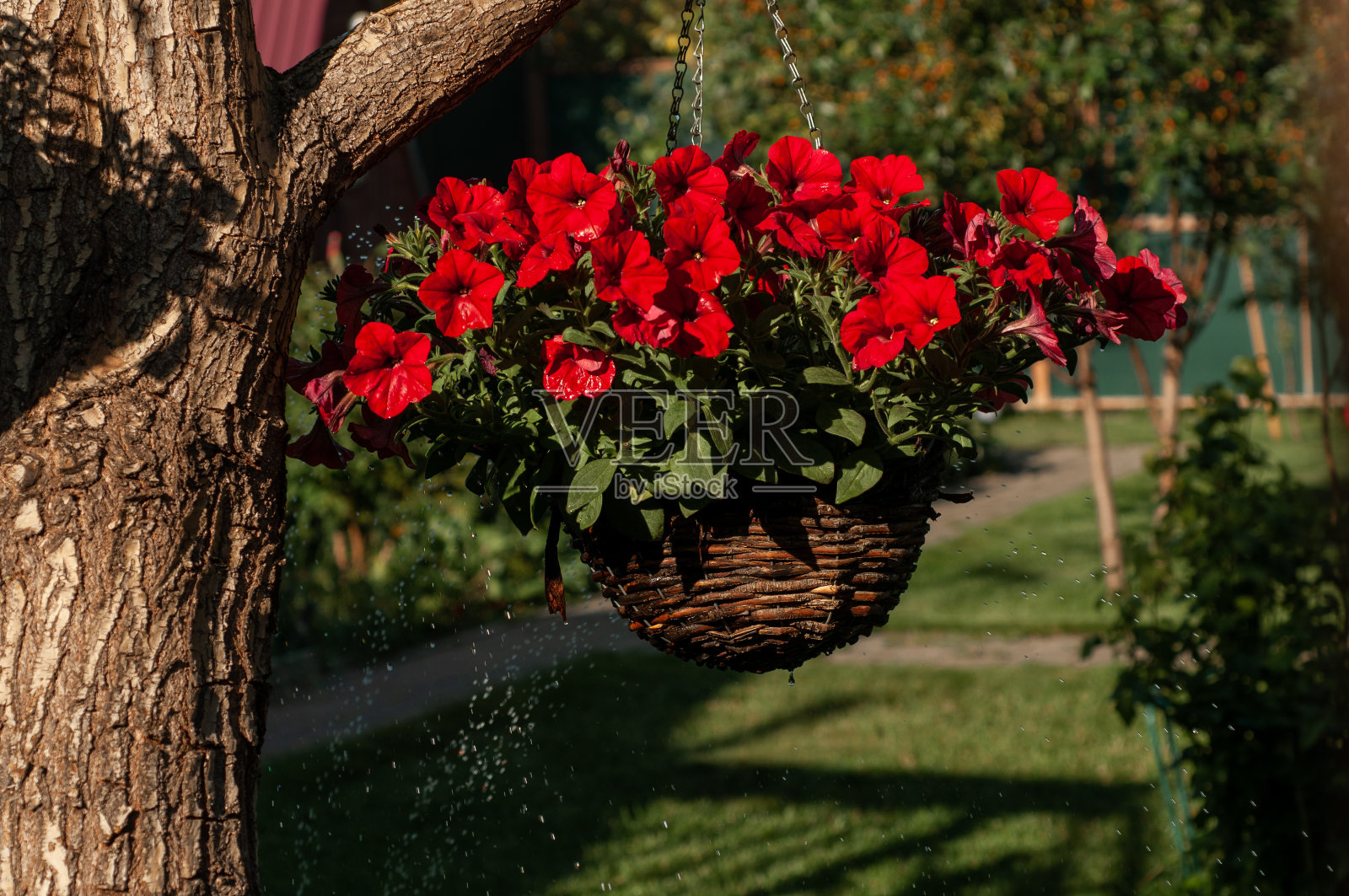 佩妮红色的花挂着照片摄影图片