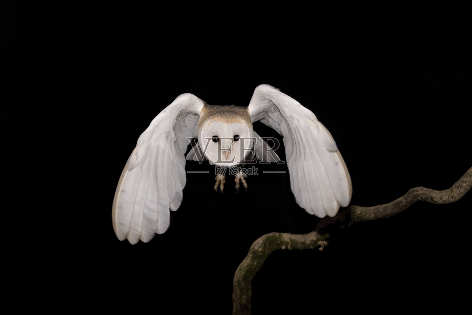 仓鸮飞行中的精彩肖像(tyto alba)照片摄影图片